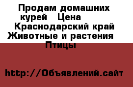 Продам домашних курей › Цена ­ 500 - Краснодарский край Животные и растения » Птицы   